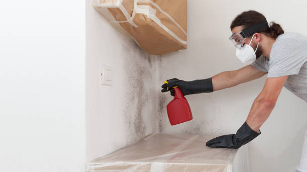 Professional Basement Mold Removal technician working in East Walpole, MA