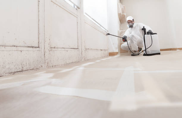 24/7 Emergency Basement Mold Removal experts in East Walpole, MA